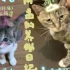 【阿孟的养猫日记】10月4日直播片段之胡胡辣妹主播场
