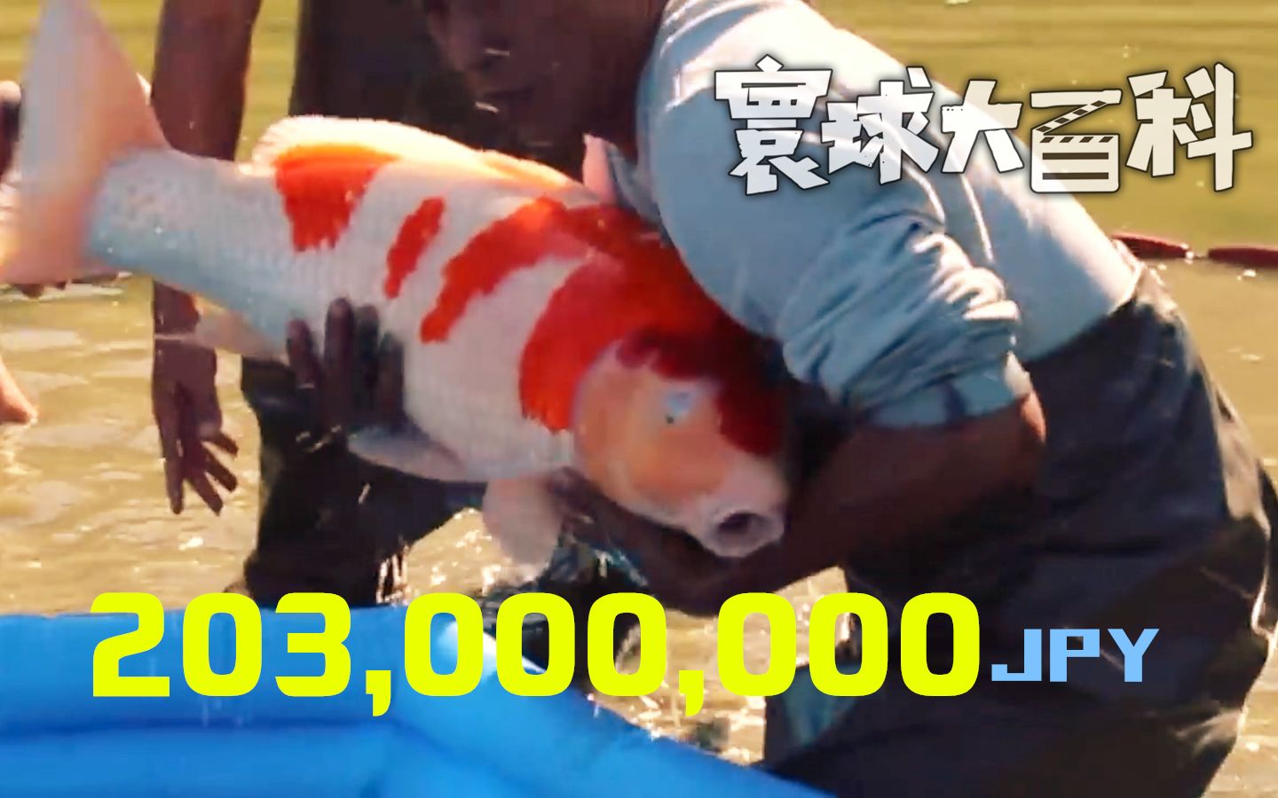 2亿日元的天价观赏鱼，到底是如何在小村庄里养成的？【寰球大百科368】