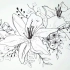 【线描】适合新手，简单的线描花卉，百合花