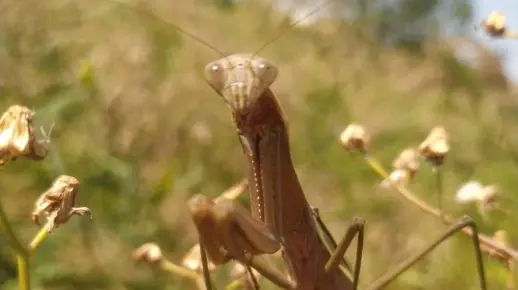 中华大刀螳 Tenodera sinensis 2