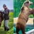 俄罗斯人：一不小心就把小熊养这么大了