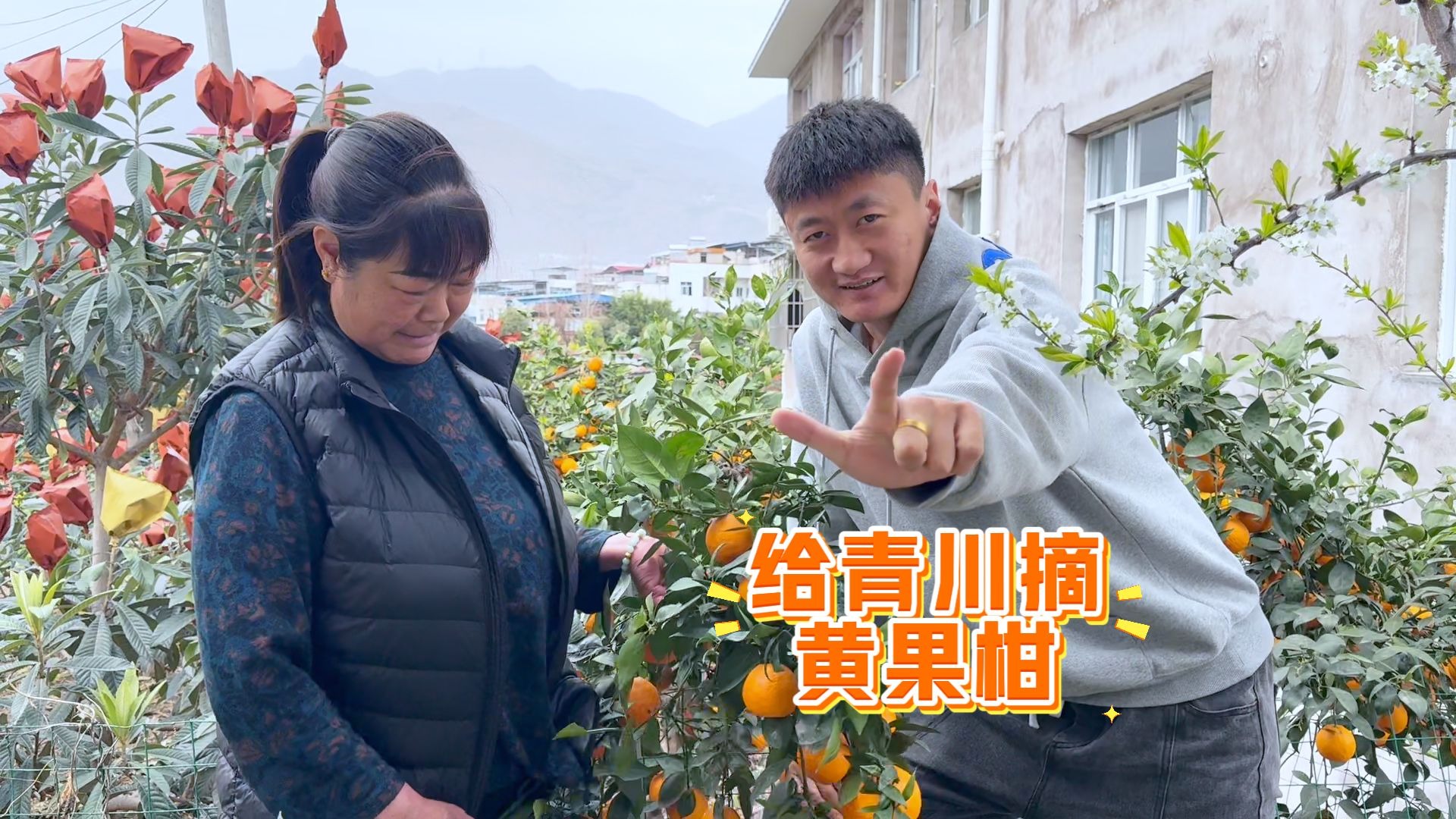 家蒙接到领导通知，要摘点黄果柑去青川，好在小年的满月宴上吃