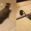 猫剃光了毛，竟遭到主人的疯狂嘲笑