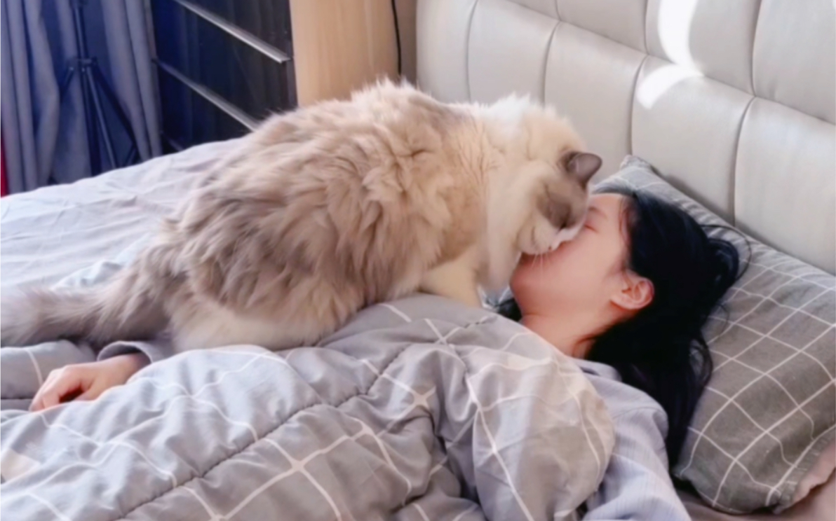 每天死了被猫催着反复复活