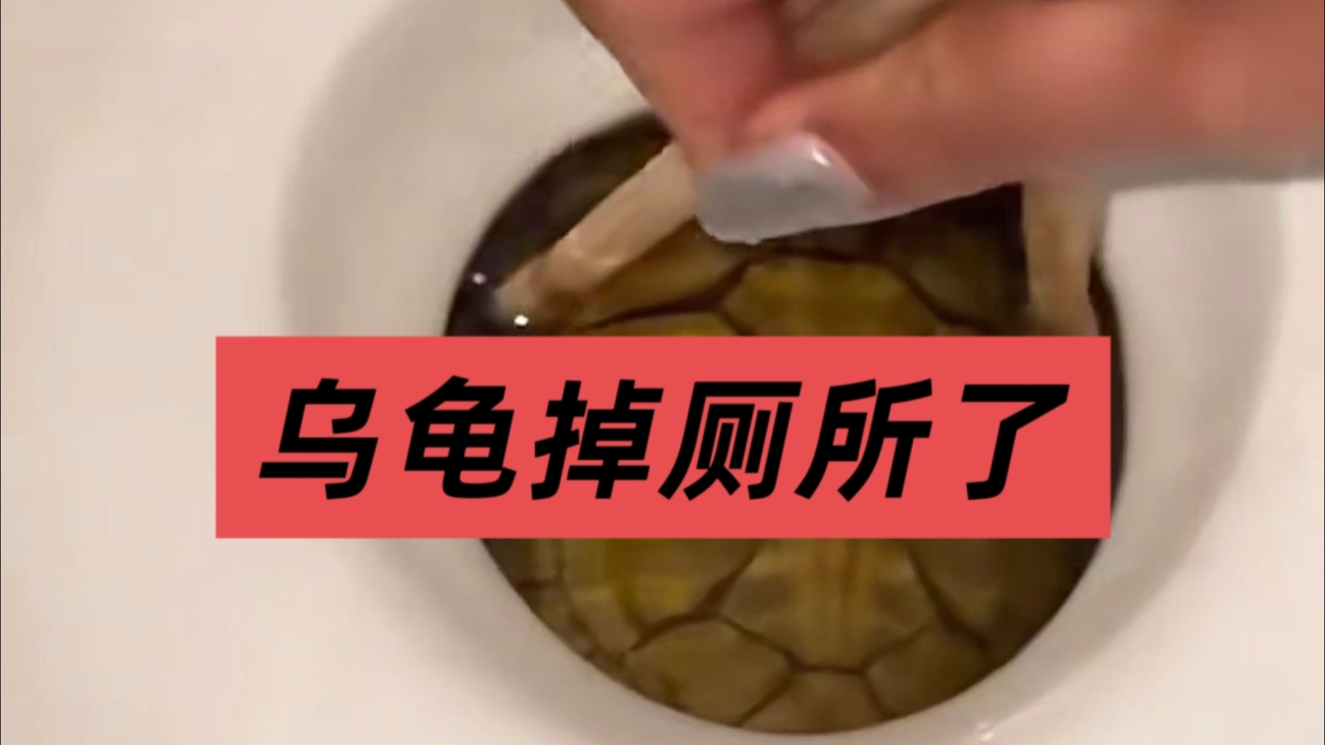 “神人养龟”吐槽系列第三十八集，乌龟掉厕所了怎么办？亚马逊河级别的混养？