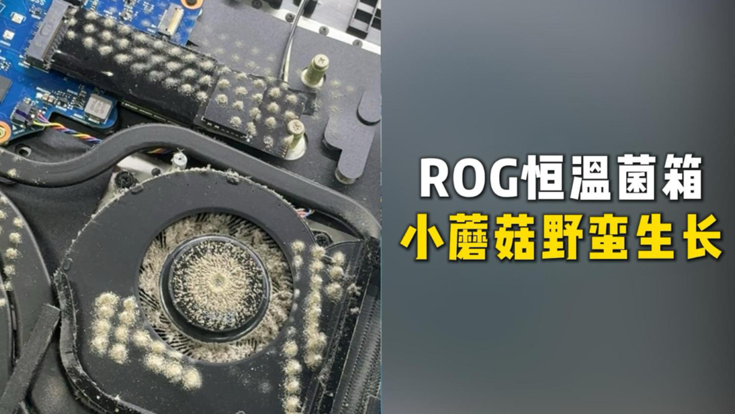 ROG 2年不清灰，长出一片小“蘑菇”