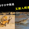 刚从狮口脱险，又掉入鳄鱼嘴巴，藏羚羊的逃亡之路
