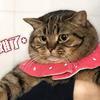 【肥弟】父母如何对待我养的猫