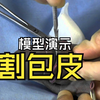 割包皮模型演示