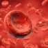 【科普】人体内红细胞是怎么产生的
