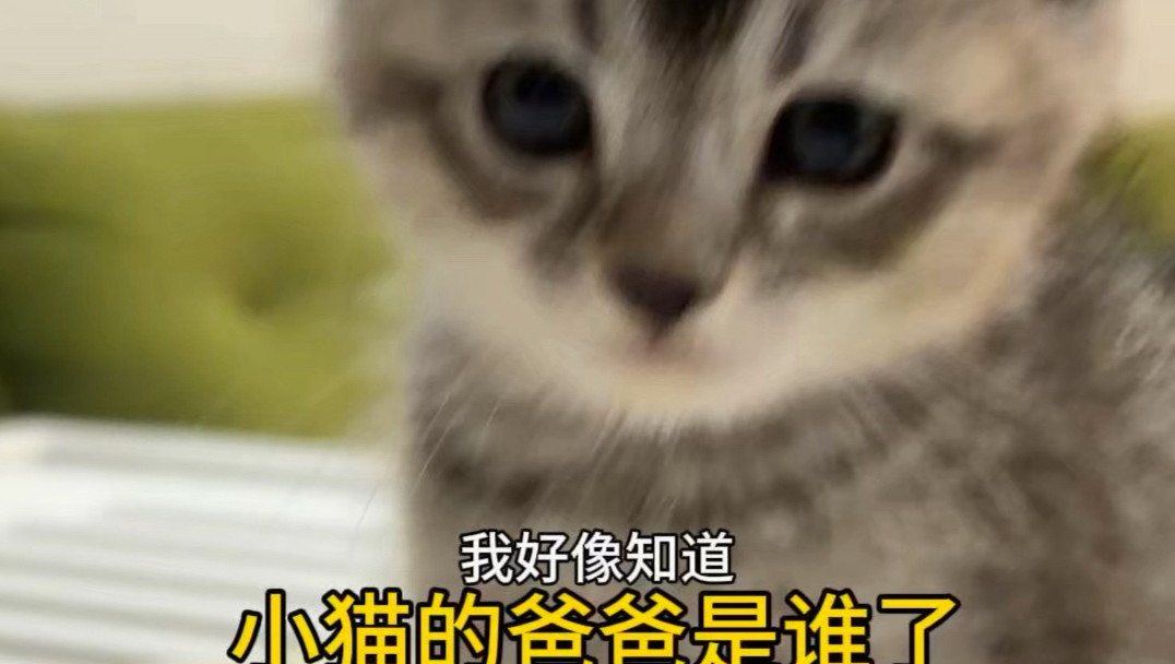 小猫的爸爸原来是他？