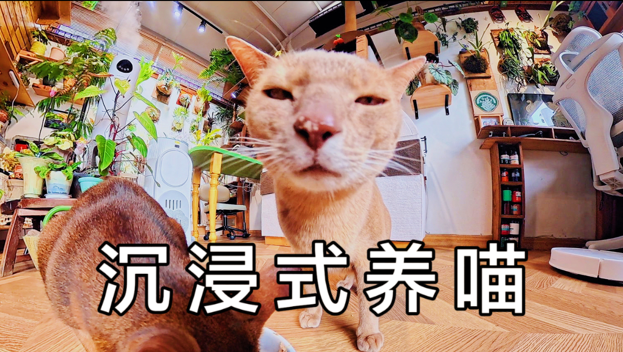 沉浸式来我家玩养猫游戏