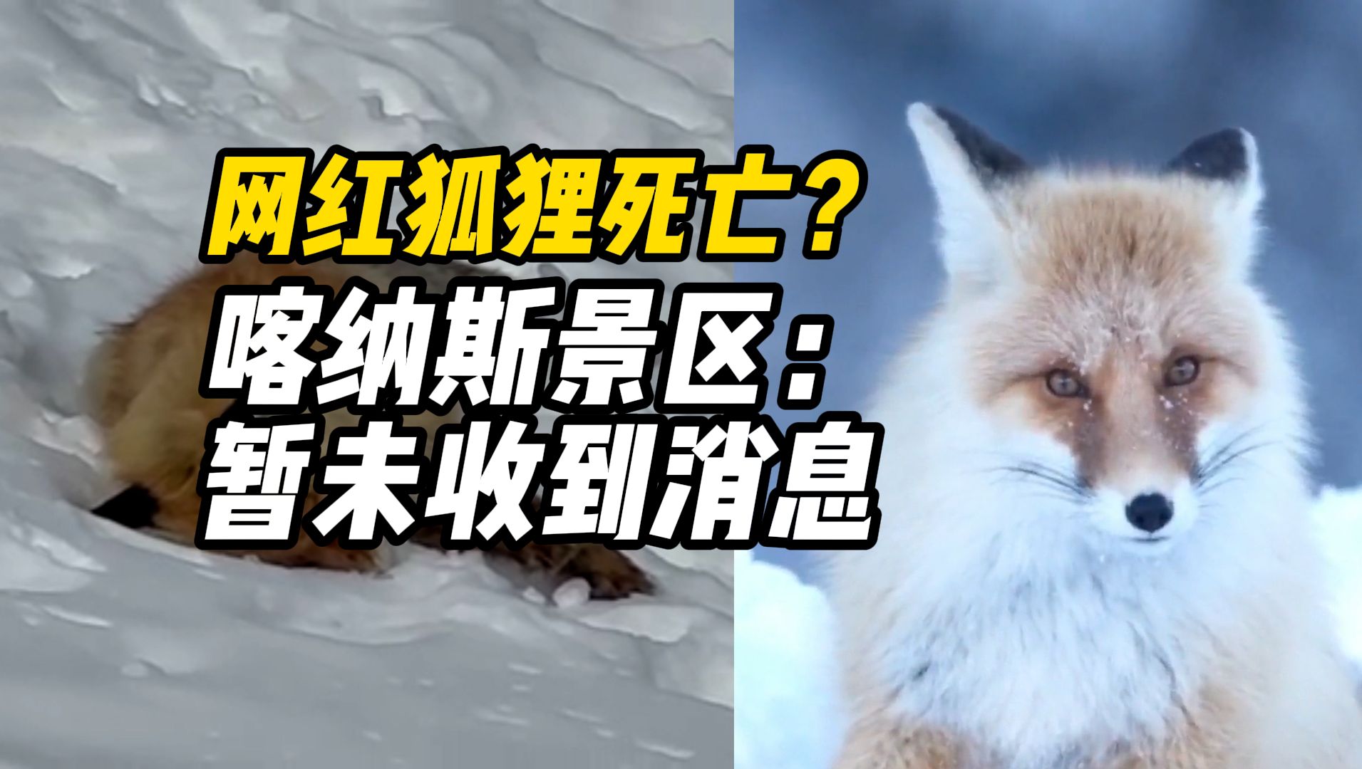 网红狐狸死在雪地里?喀纳斯景区回应:暂未收到消息哔哩哔哩bilibili