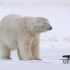 全球变暖下的北极熊妈妈和幼崽（本人听译 Nature纪录片）