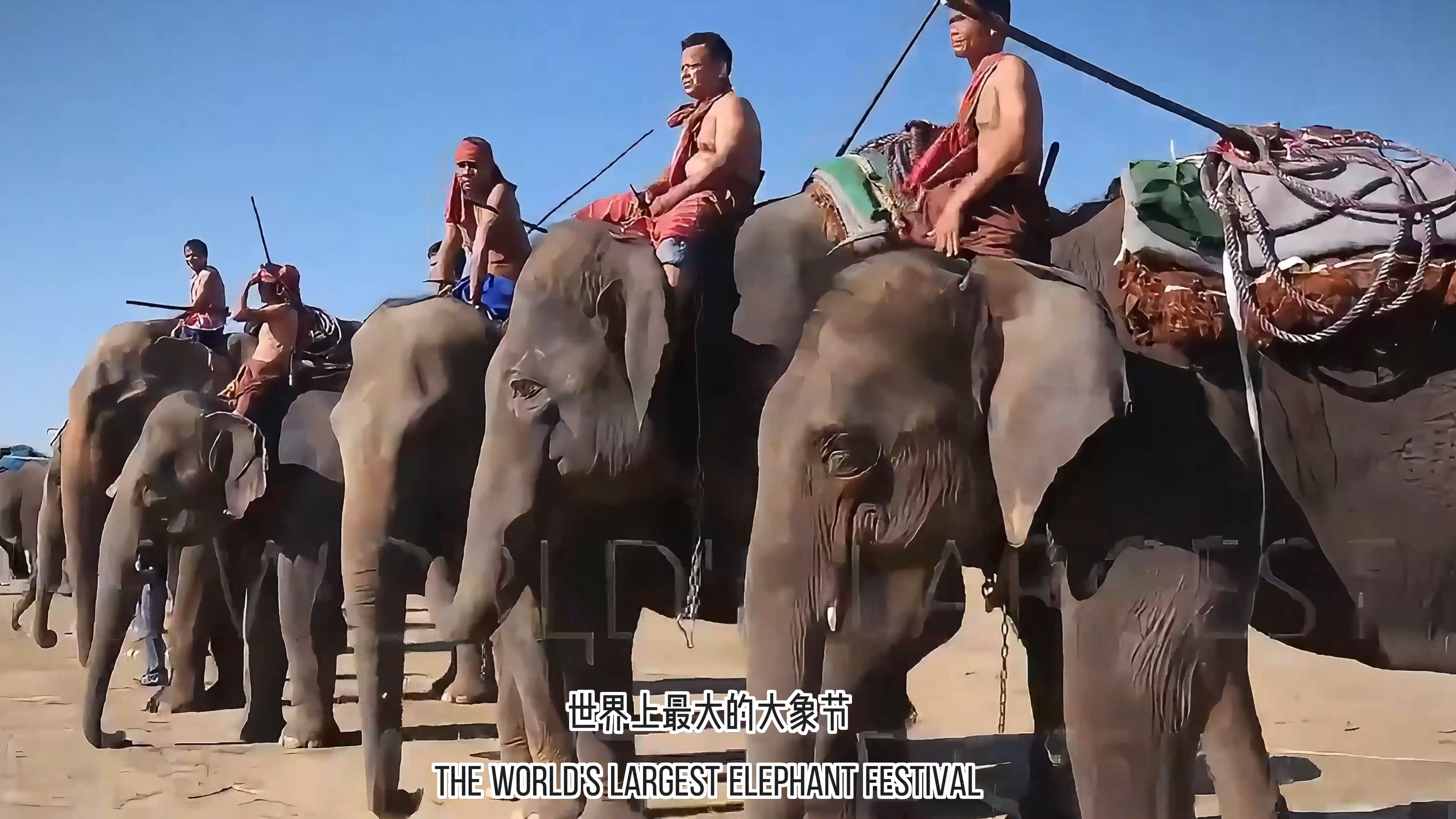 人教新七下 Unit1 Animal Friends 泰国大象节文化视频 Thai Elephant Day