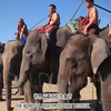 人教新七下 Unit1  Animal Friends 泰国大象节文化视频 Thai Elephant Day