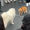 网友：怪不得这猫要栓链子