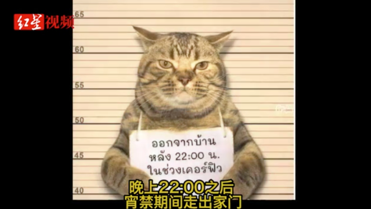 泰国猫咪因违反外出禁令被警方逮捕 网友：看表情就是社会猫