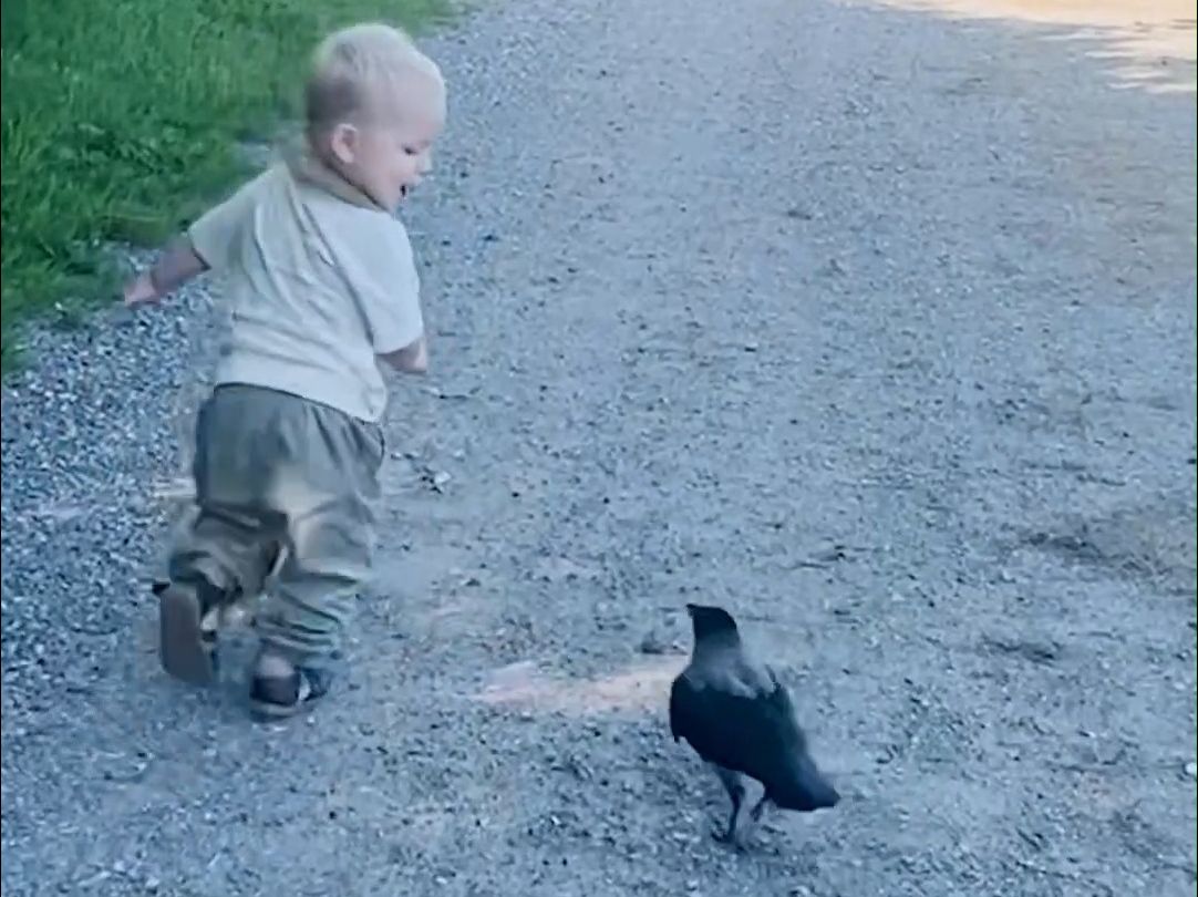 两岁男孩有个“跨越物种”的朋友：一只野生乌鸦