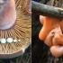 当你看见这种菌菇，千万别用手掐！不然…爆浆警告！@油兔不二字幕组