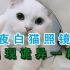 晚上刷到这只猫吓死了！猫咪恐怖真事