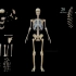 【人体结构】人体各部位的骨骼名称、数量全分解！
