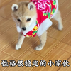 【搞笑萌宠视频】视频已打包，欢迎围观