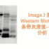 Image J测量western blot(WB)条带灰度值-半定量分析