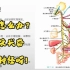 系统解剖学-周围神经系统之脑神经的迷走神经