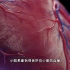 心脏的结构，3D演示。。