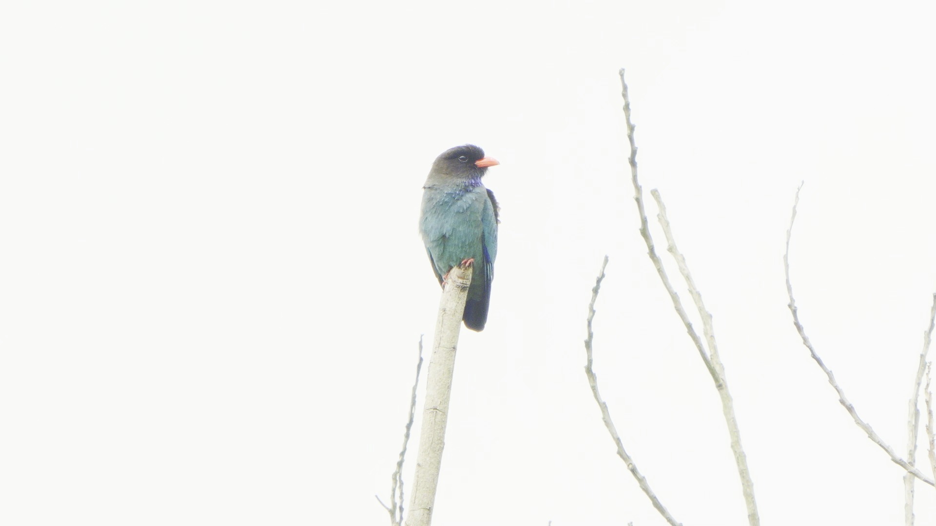 【行为图鉴】三宝鸟 独占枝头 背面正面 HDR