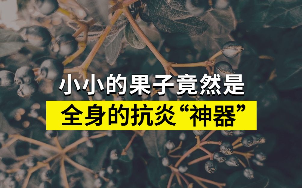 蓝莓之所以贵，原来是因为…