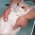 小猫咪你洗澡倒是叫两声啊！
