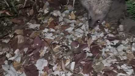 I met a hedgehog at school in the evening.