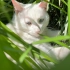 白猫把自己窝进草里，不愿露面，但是蓝眼睛真的绝美