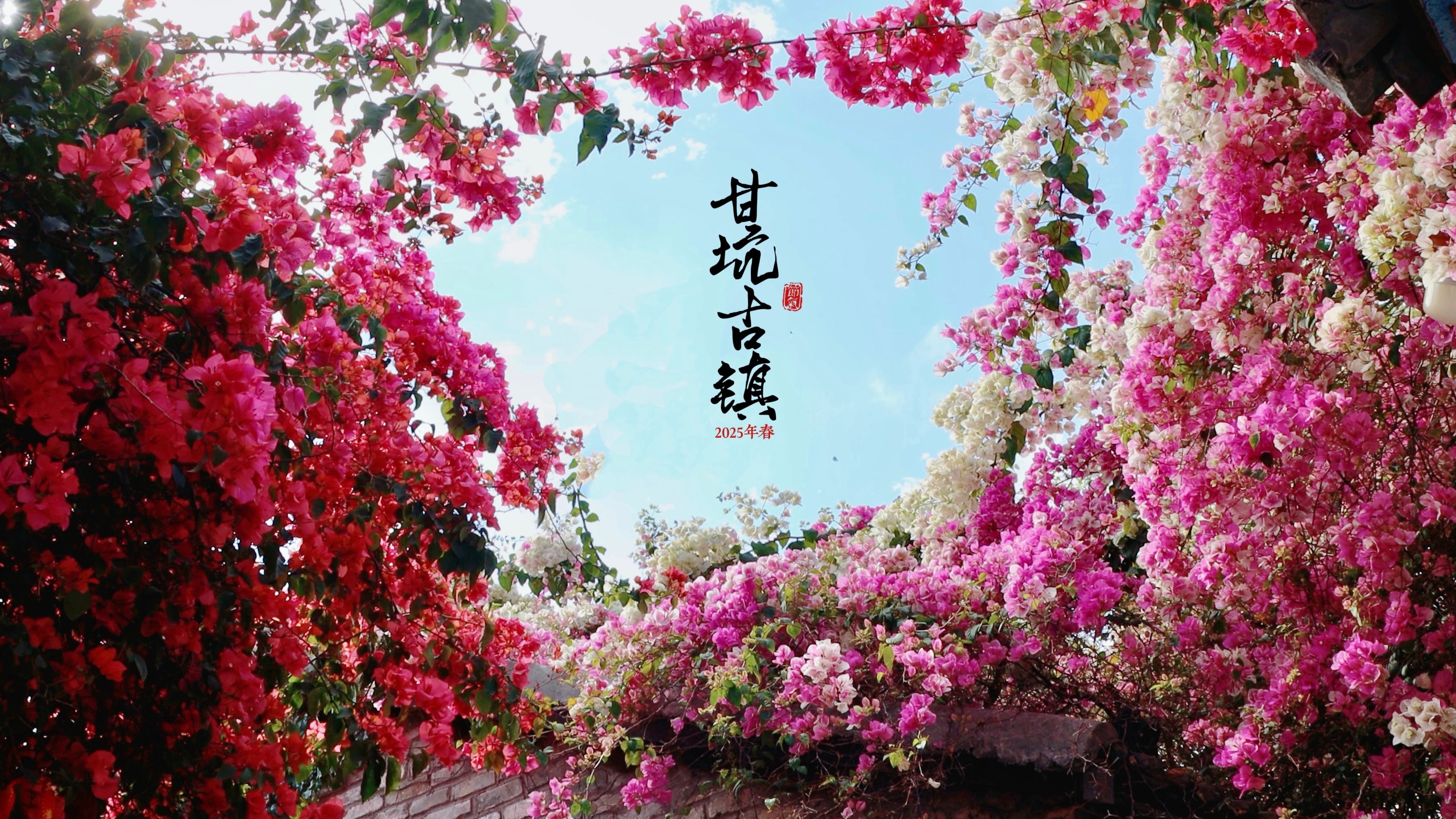 深圳·甘坑古镇 | “生命是一万次春和景明”——甘坑的三角梅已开成瀑布花海，一屋顶都是春日的浪漫……