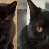 猫太丑不要着急扔，养半年看一看
