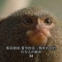 【纪录片】PBS：聪明的猴子【中文字幕】【2008】