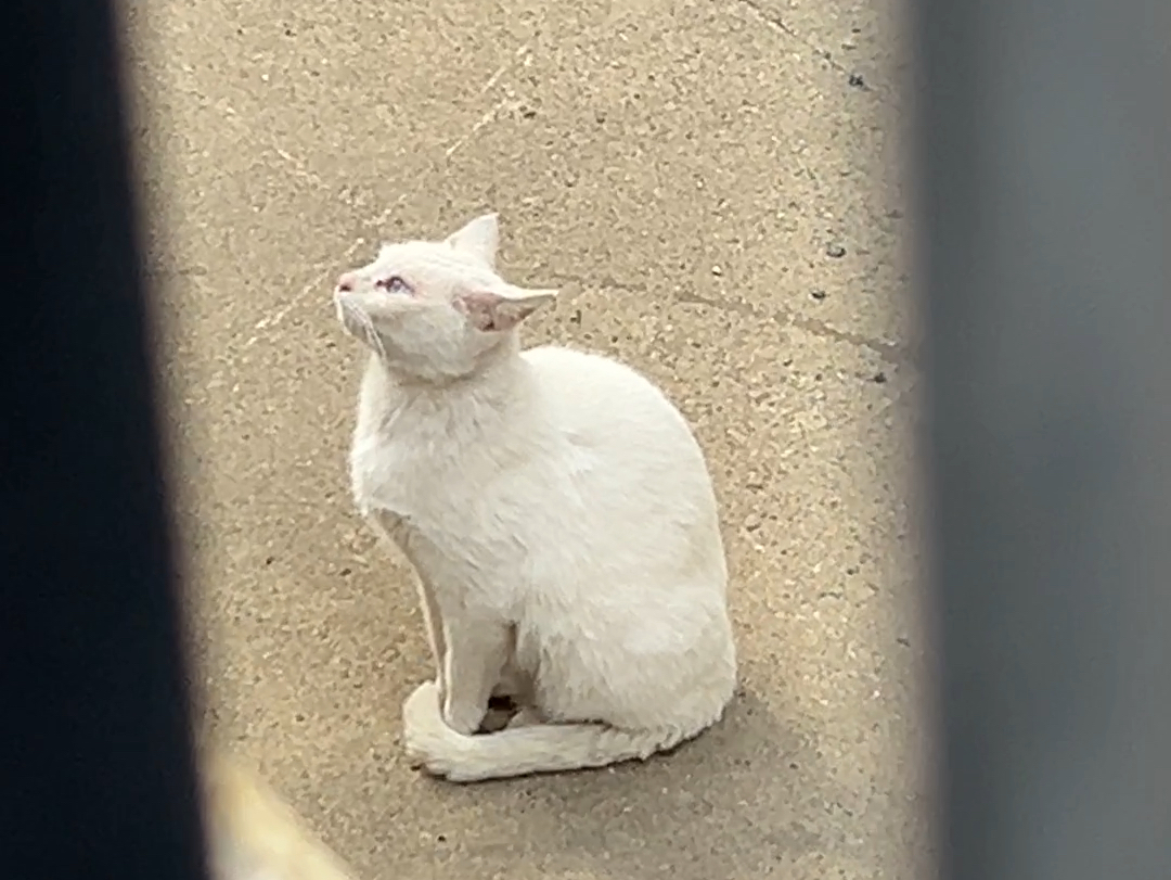 上海即将拆迁的弄堂里发现貌美小猫！