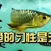 怎么养好热带观赏鱼？配鱼的生活习性直接影响整缸鱼的和谐相处