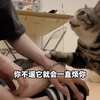 当你养了一只像狗的猫