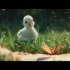 迪士尼CG动画短片《小鸭子》