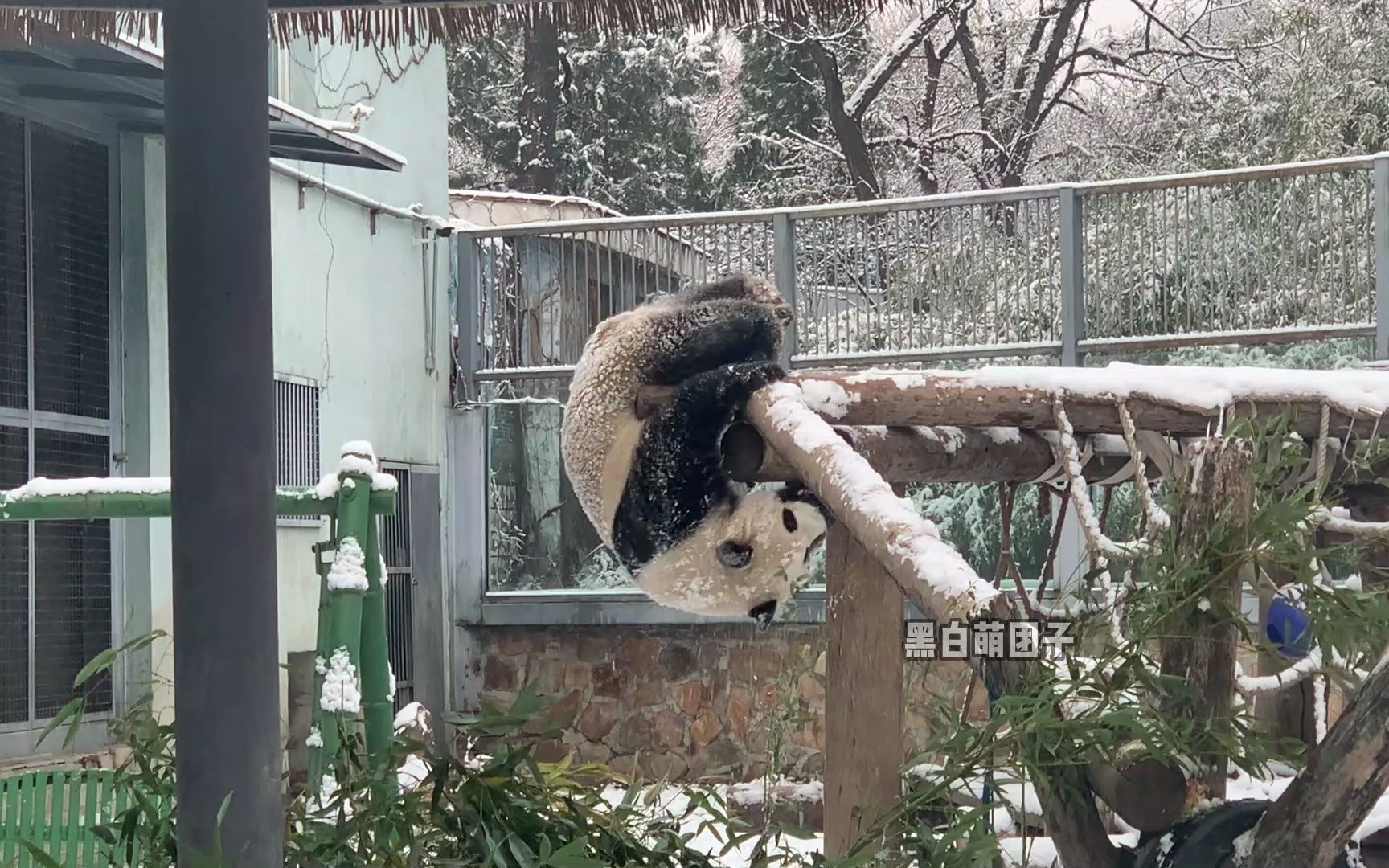 【4岁零4个月的萌兰玩雪】四岁多的萌兰身材还没现在那么高大,在雪地里自己玩的特别开心哔哩哔哩bilibili