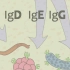 Ig 抗体和免疫球蛋白