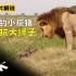 可怜的小疣猪，不幸碰上了大狮子，或许狮子内心有过一丝怜悯吧
