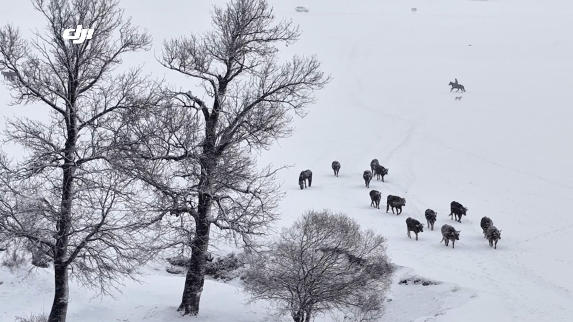 雪后的新疆，拍到了那拉提的水墨世界