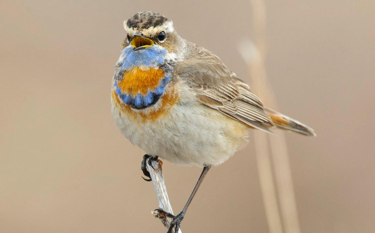 美得不可思议的中国二级保护鸟类，又叫蓝点颏【Toto观鸟·蓝喉歌鸲】