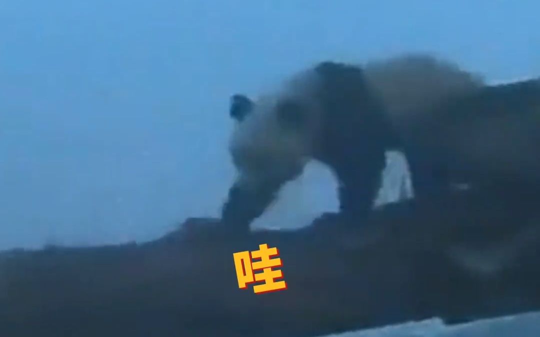 男子骑行偶遇野生大熊猫，“原谅我一连串哇哇哇，太激动了”！
