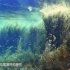 马尾藻海：大西洋的“海上坟场”