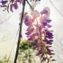 紫藤萝花开